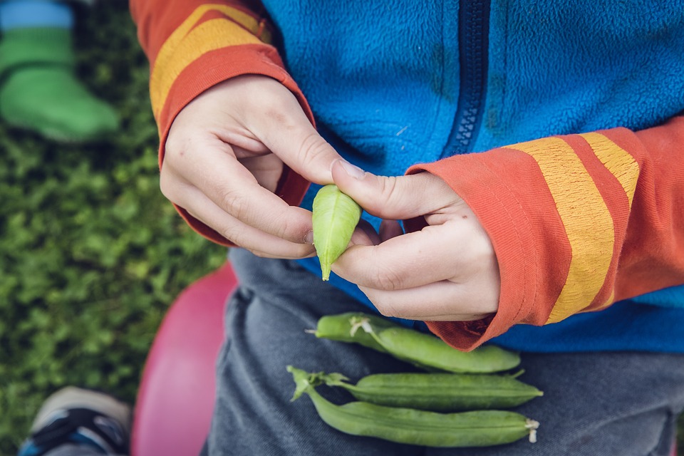 Child harvesting vegetables