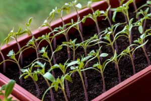 Tomato seedlings